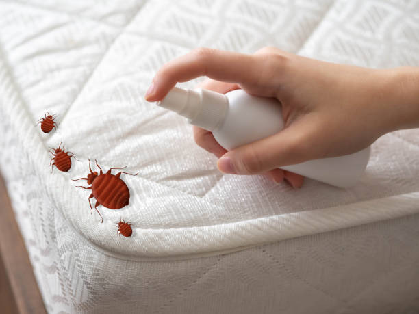 Best Emergency Pest Control  in Rotan, TX